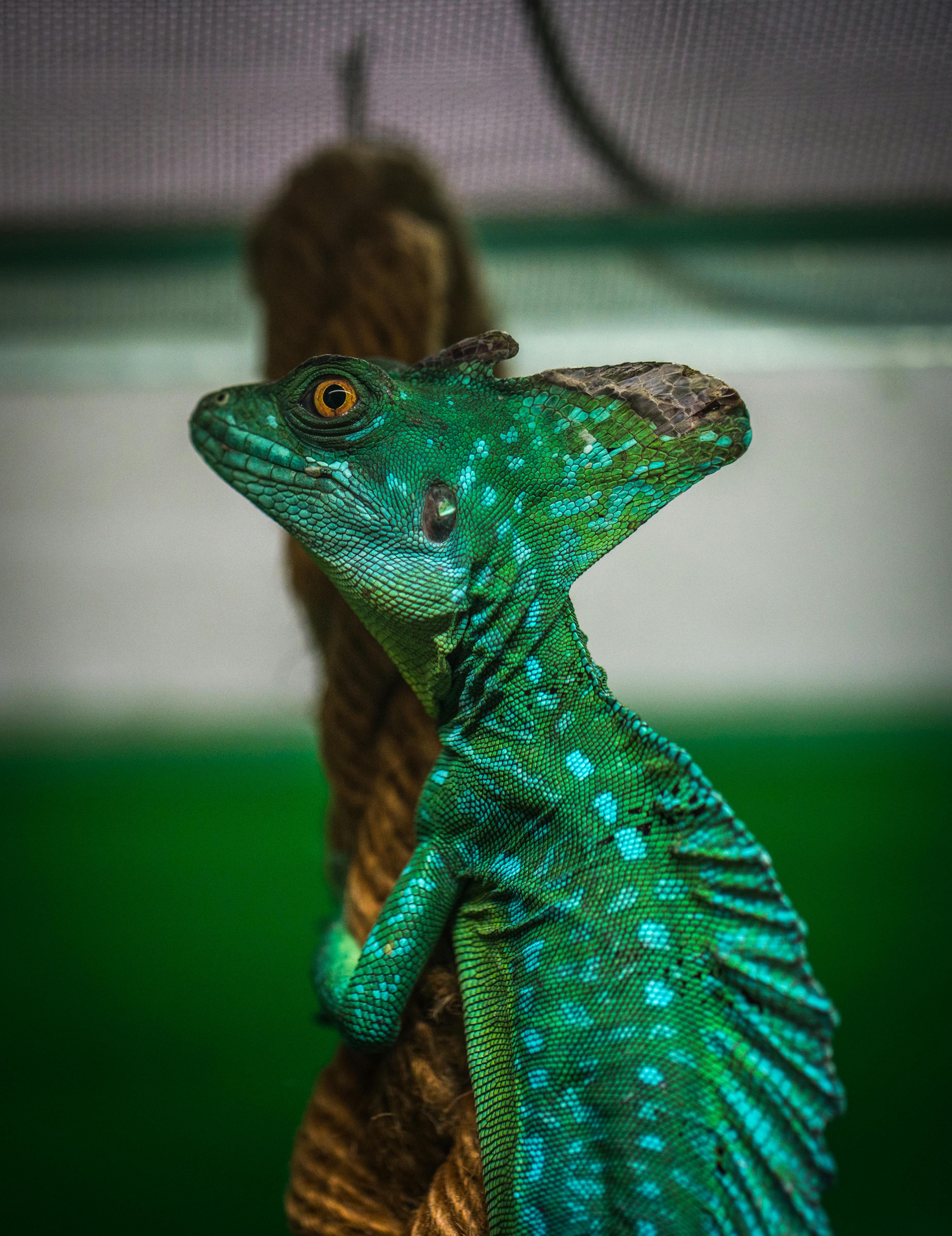 For Asthetics, a green and blue baskilisk on a branch.
