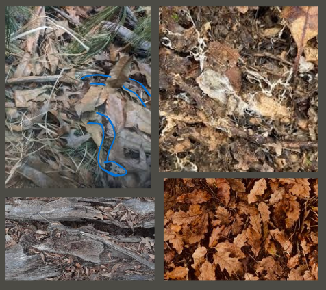 Answer to Camoflague Game. Reptile is traced over with blue for ease of visibility