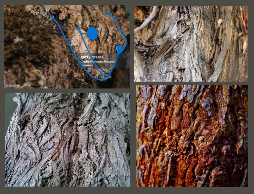 Answer to Camoflague Game. Reptile is traced over with blue for ease of visibility
