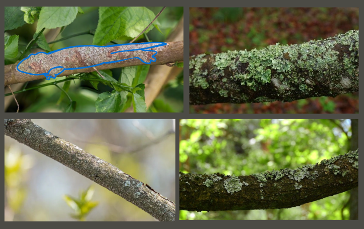 Answer to Camoflague Game. Reptile is traced over with blue for ease of visibility