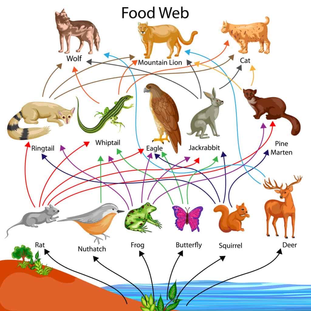 A photo of a foodweb, it is meant to portray how reptiles are ingrained in the foodweb to emphasize their importance.