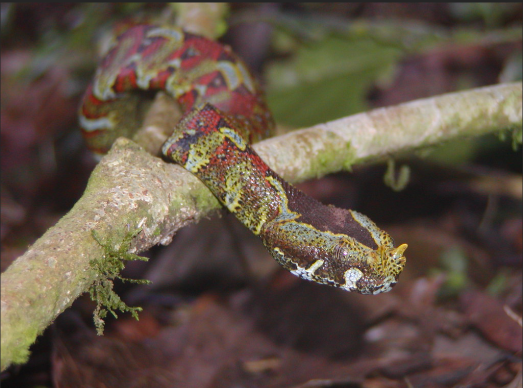 Rhinoceros Viper