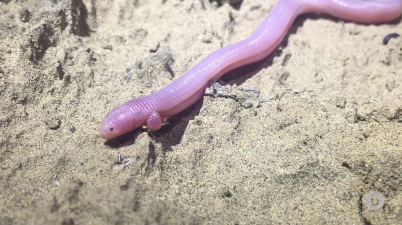 Mexican Mole Lizard
