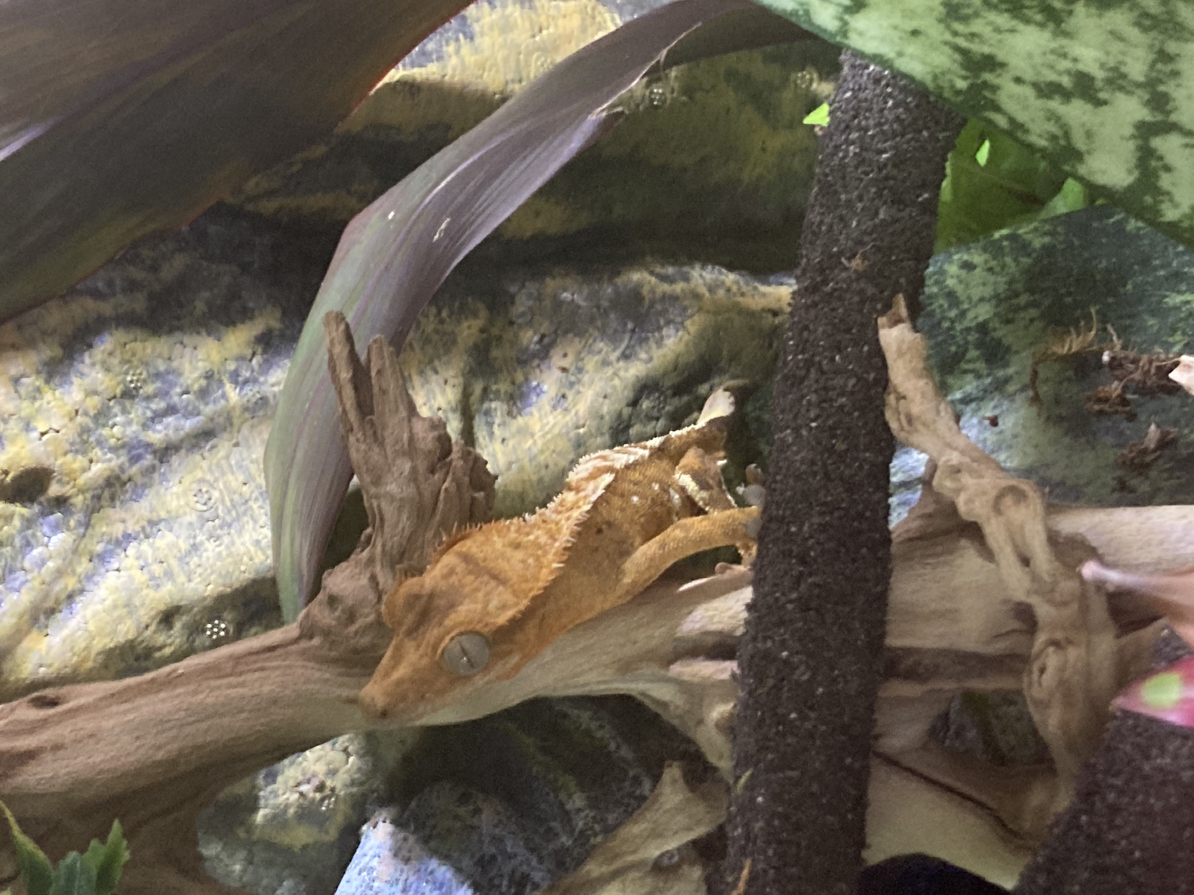 This is a photo of my lizard, Nacho, taken by me