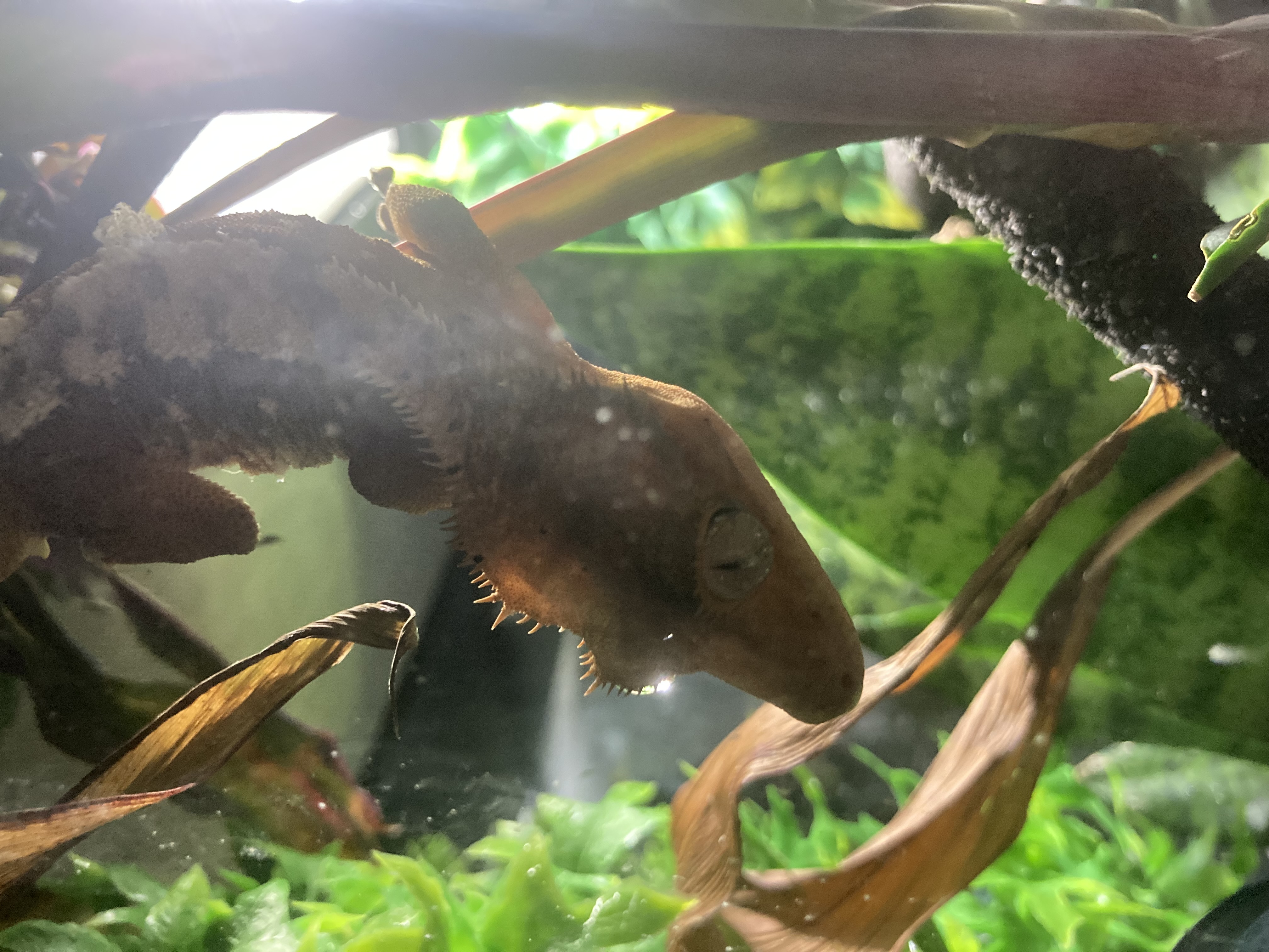 This is a photo of my lizard, Nacho, taken by me