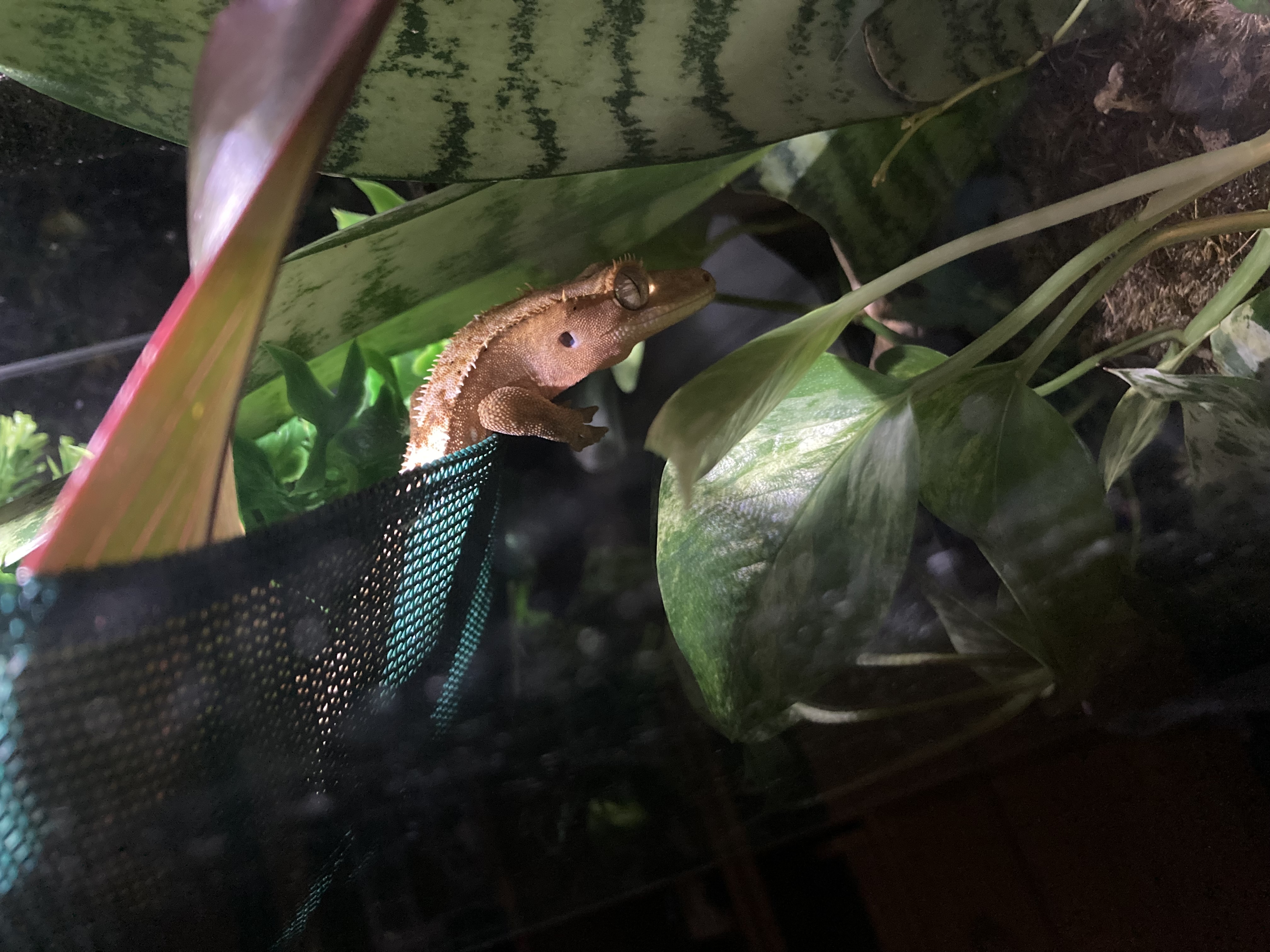 This is a photo of my lizard, Nacho, taken by me