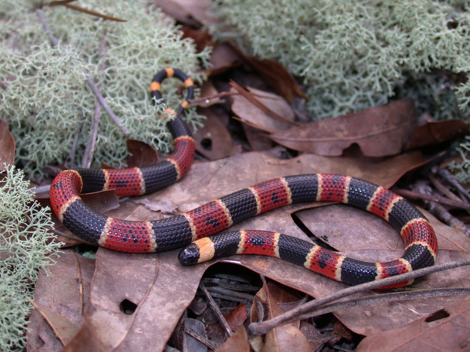 a small brown black and yellow snake on some moss and pine needles