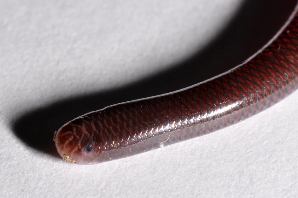 a black rat snake on top of some orange sand