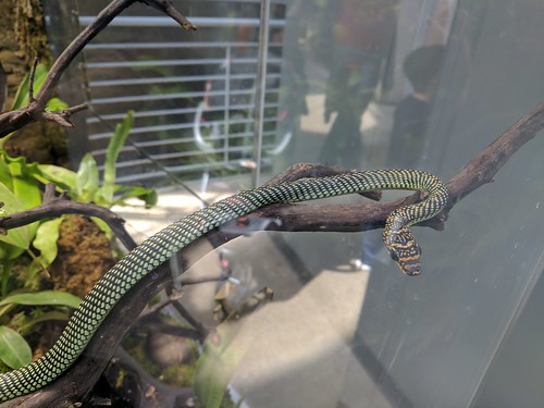 A picture of a flying snake laying on a vine.