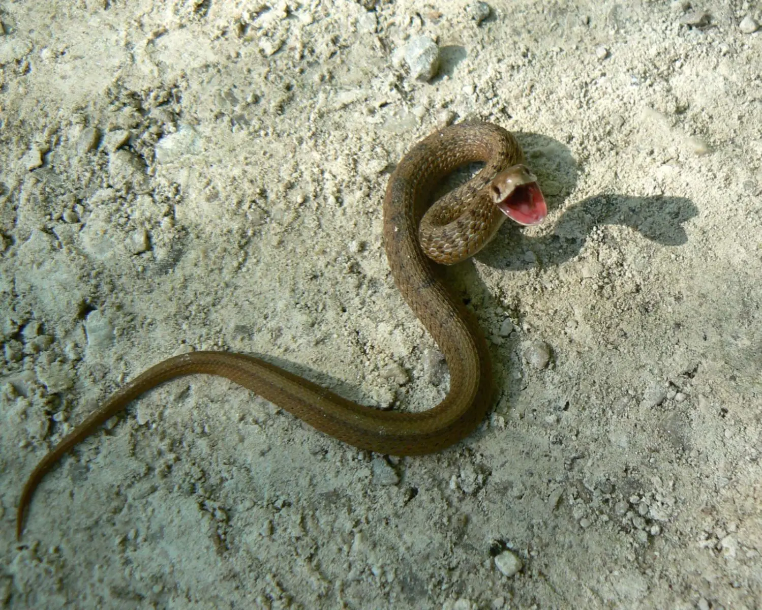 a small dekay's brown snake with it's mouth open over sand.
