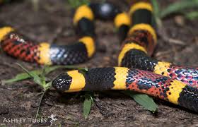 A coral snake (yellow, black and red) on some dirt and few small leaves.