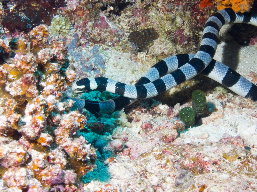 A mostly black yellowbelly water snake in some grass flicking it's tongue
